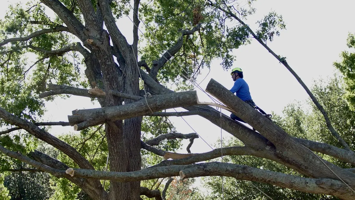 Professional Crown Thinning performed by certified arborists in Gettysburg