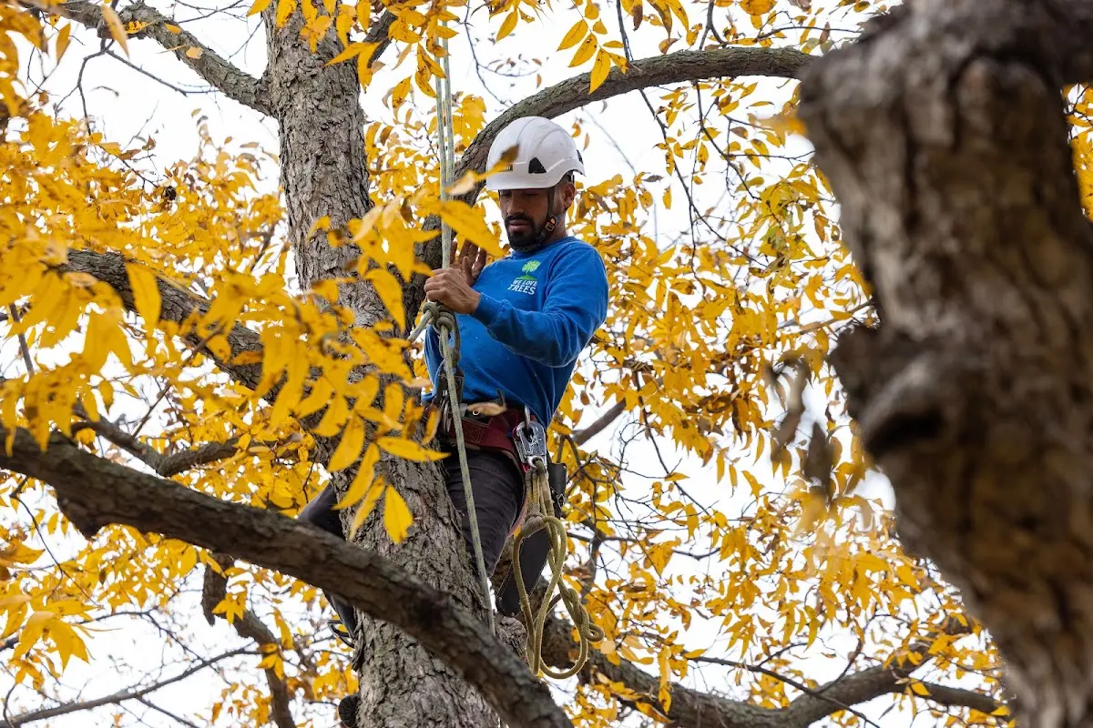 Skilled Emergency Tree Service crew working in Gettysburg